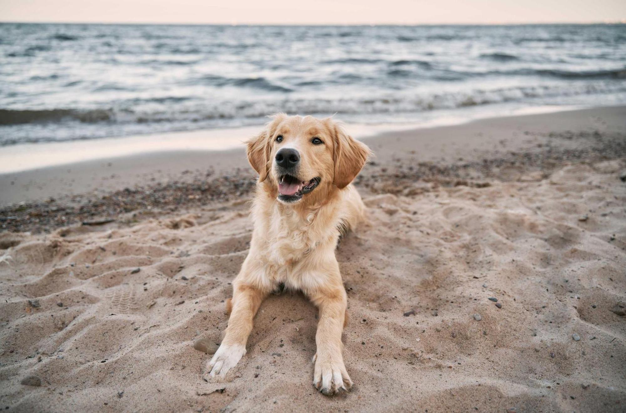 Seehund an der Ostsee Ostseeheilbad Ostseeheilbad Zingst Exterior foto